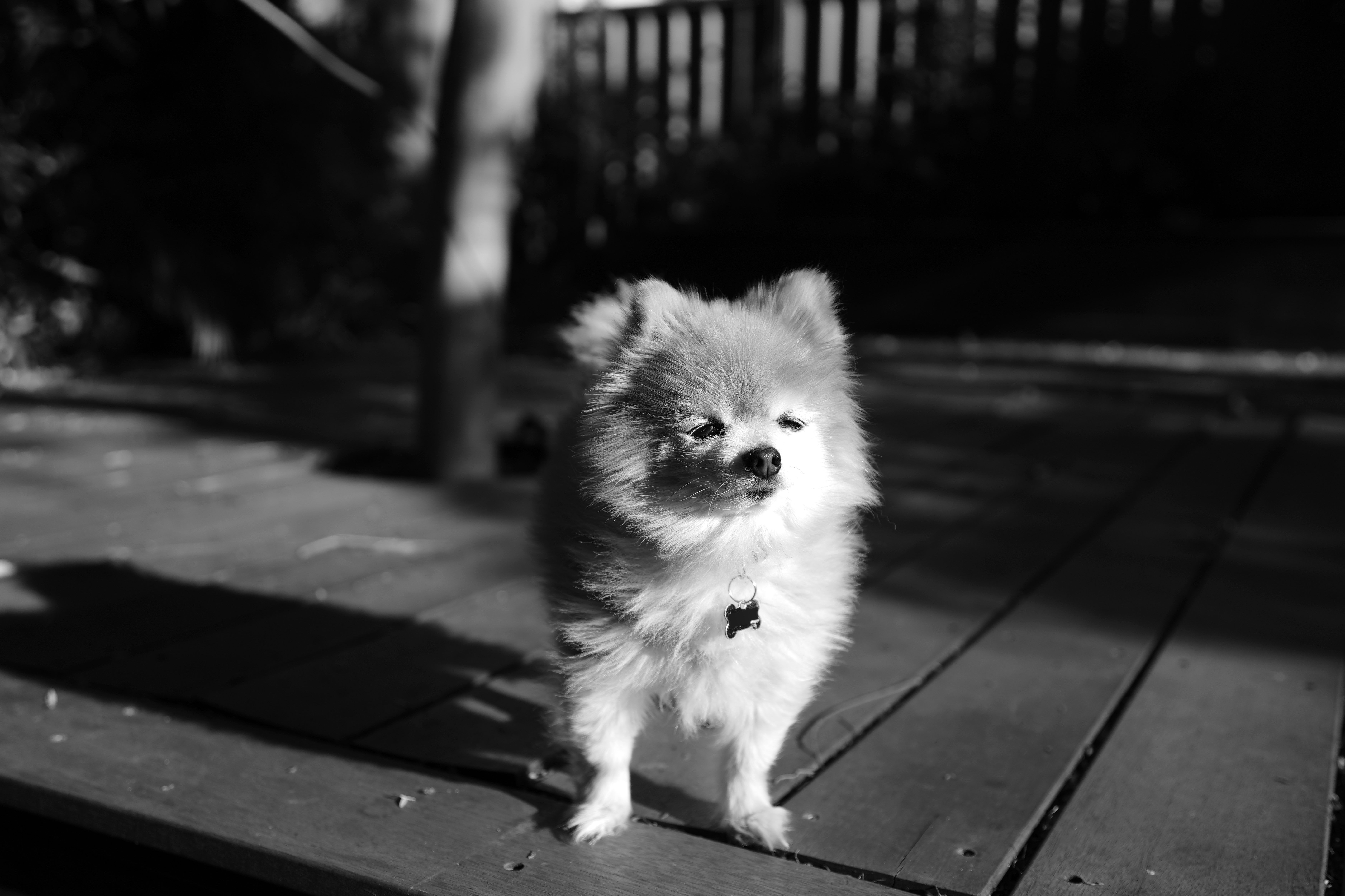 Angus